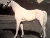 stallion Basa Shagya XVII-3 (Shagya Arabian, 1931, from Shagya IX-7)