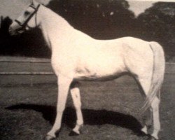 stallion Basa Shagya XVII-3 (Shagya Arabian, 1931, from Shagya IX-7)