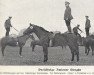 stallion Ilion (Trakehner, 1928, from Dampfross)
