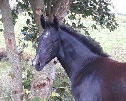 dressage horse Hengst (Oldenburg, 2016, from Don Romanov)