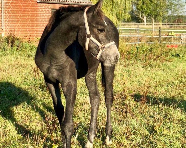 dressage horse Fürstenmaus (Oldenburg, 2018, from Fürstbischof)