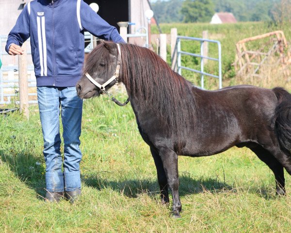 horse Carlo (Shetland Pony, 1994, from Charmeur v.St.Marwin)