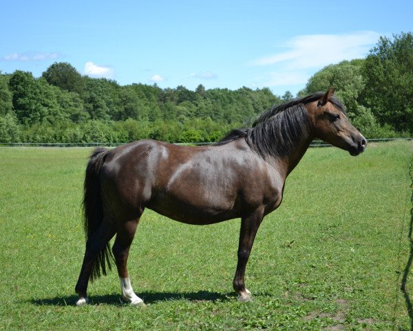 Zuchtstute Baroness (Welsh Pony (Sek.B), 2004, von Tizian)