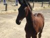 dressage horse Rocky Star (Westphalian, 2018, from Rocky Lee)