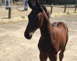 dressage horse Rocky Star (Westphalian, 2018, from Rocky Lee)