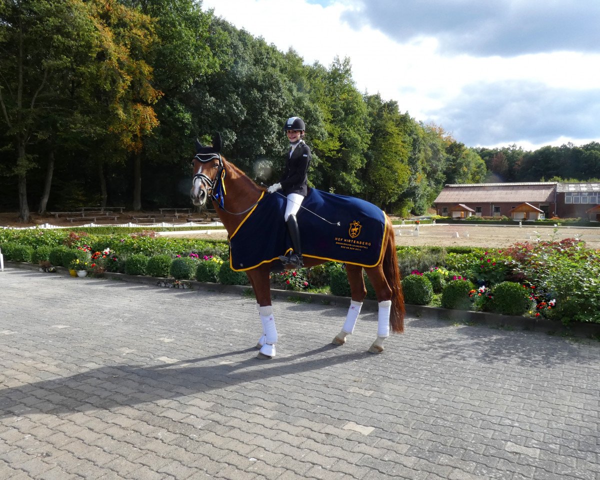Dressurpferd Scoletta (Westfale, 2008, von Scolari)