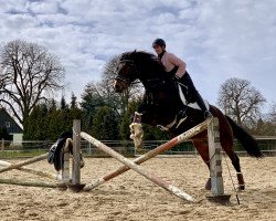 dressage horse Quite Something (German Sport Horse, 2012, from Quadroneur)