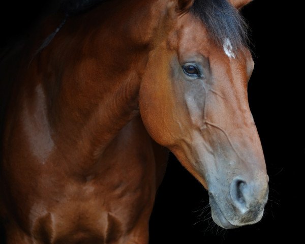 Pferd Nino (Westfale, 2008, von Numero Uno)