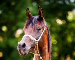 broodmare Nashima bint Najim (Arabian thoroughbred, 2015, from PA Shai Najim)