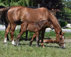 jumper I'm Special (Austrian Warmblood, 2018, from I'm Special de Muze)