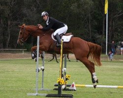 Pferd Oaks Goya (Australisches Warmblut, 2006, von Asb Conquistador)