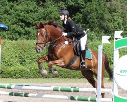 jumper Gründleinshof's Skywalker (German Warmblood, 2005, from Samenco I B)