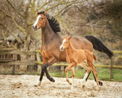 dressage horse Be Happy (Hanoverian, 2019, from Callaho's Benicio)