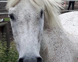 Pferd Saphir (Welsh Pony (Sek.B), 1983, von Forsythia's Sadat)