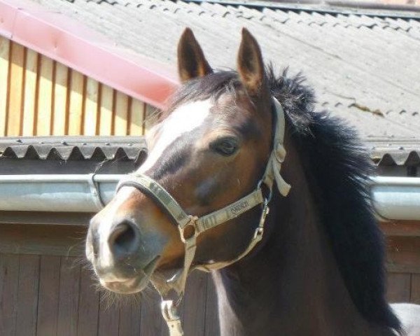 Pferd Chayenne (Deutsches Reitpony, 1997, von Marco Polo)