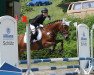 jumper Norman (German Riding Pony, 2004, from Notre Plaisir)