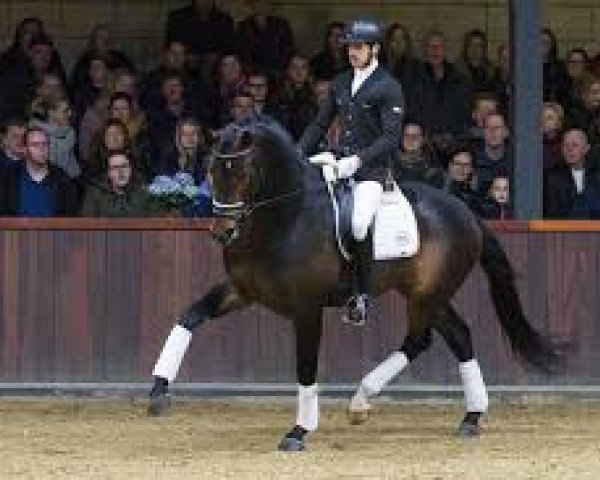 dressage horse Kardam's Whisper (Royal Warmblood Studbook of the Netherlands (KWPN), 2015, from Glock's Toto Jr.)