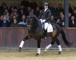 dressage horse Kardam's Whisper (KWPN (Royal Dutch Sporthorse), 2015, from Glock's Toto Jr.)