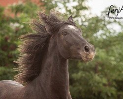 Pferd Tambo (Pura Raza Espanola (PRE), 2010, von Marques GT)