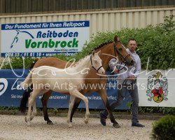 Dressurpferd Camilla 175 (Deutsches Reitpony, 2019, von Coer Noble)