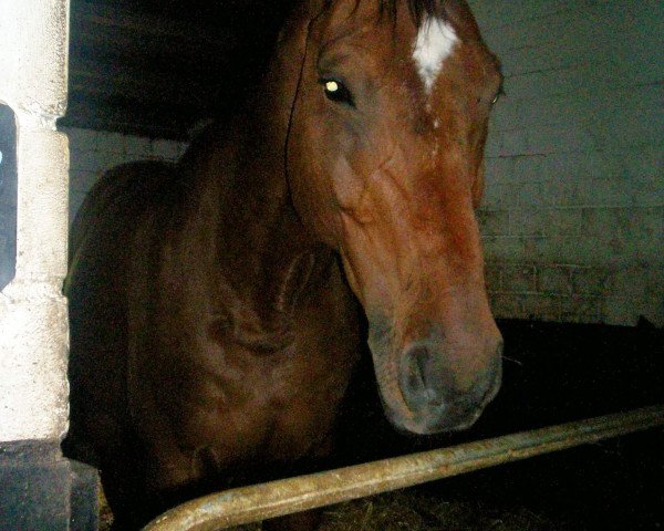 horse Baradero (Oldenburg, 1993, from Burggraaf)