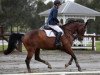 Springpferd Oaks Vendetta (Australisches Warmblut, 2007, von Vivant)