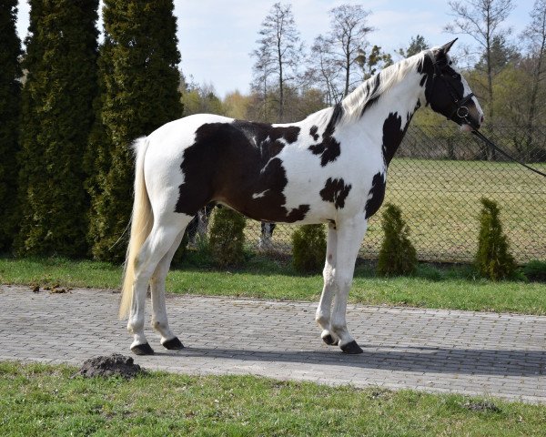 Pferd Rys (Polnisches Warmblut, 2015)