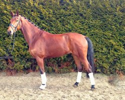 dressage horse Diamantado (Oldenburg, 2009, from Don Gregory)