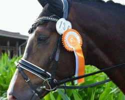 dressage horse Chintino 2 (Holsteiner, 2013, from Chin Champ)