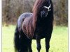 stallion Justus van Kort Ambacht (Shetland pony (under 87 cm), 1994, from Adam van Spuitjesdom)