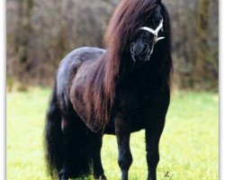 stallion Justus van Kort Ambacht (Shetland pony (under 87 cm), 1994, from Adam van Spuitjesdom)