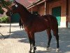 Springpferd Cassius Clay 47 (Holsteiner, 2014, von Catoo)