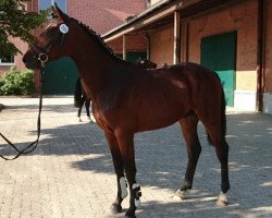 Springpferd Cassius Clay 47 (Holsteiner, 2014, von Catoo)