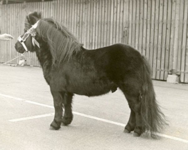 stallion Henri van Boukoul (Shetland Pony, 1972, from August van de Waterval)
