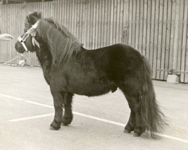 Deckhengst Henri van Boukoul (Shetland Pony, 1972, von August van de Waterval)