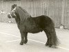 Deckhengst Henri van Boukoul (Shetland Pony, 1972, von August van de Waterval)
