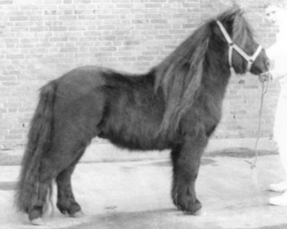 stallion Sander van de Broeksteeg (Shetland Pony, 1981, from Kasper van Vliek)