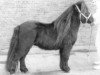 stallion Sander van de Broeksteeg (Shetland Pony, 1981, from Kasper van Vliek)