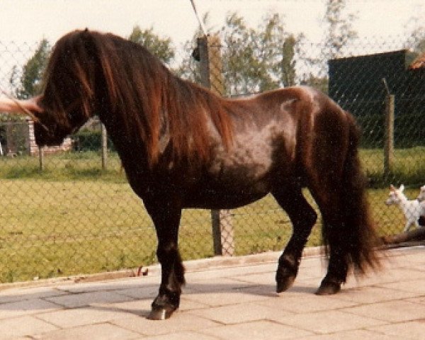 stallion Lockinge Houston (Shetland Pony, 1975, from Lockinge Gilles)