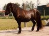 Deckhengst Lockinge Houston (Shetland Pony, 1975, von Lockinge Gilles)