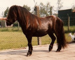 Deckhengst Lockinge Houston (Shetland Pony, 1975, von Lockinge Gilles)