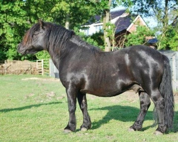 stallion X-Rose van de Vuurbaak (Shetland Pony, 1985, from Surprise van Dorpzicht)