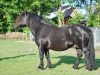 stallion X-Rose van de Vuurbaak (Shetland Pony, 1985, from Surprise van Dorpzicht)