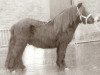 stallion Samson van Stal Noord-Zuid (Shetland Pony, 1981, from Nero van de Olde Maten)