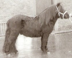 Deckhengst Samson van Stal Noord-Zuid (Shetland Pony, 1981, von Nero van de Olde Maten)