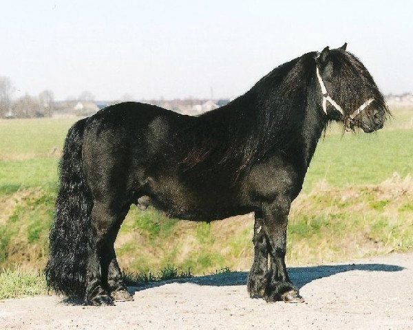 Deckhengst Elegant van de Schaapshoeve (Shetland Pony, 1990, von Mustang van Bunswaard)