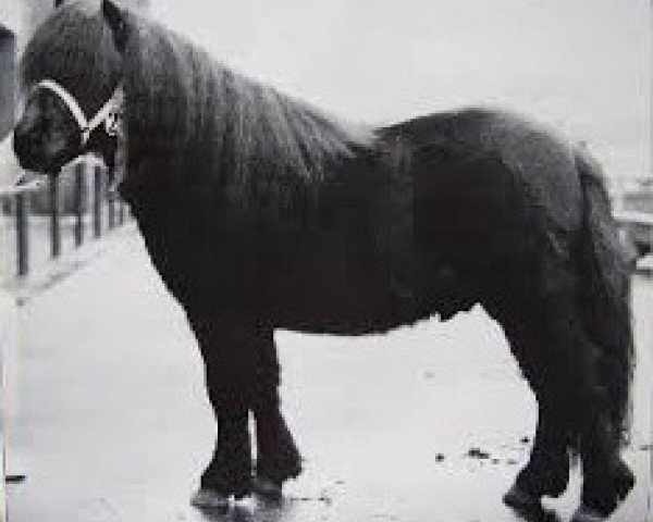 Deckhengst Spirit van Stal Volmoed (Shetland Pony, 1981, von Koert van Stal Olyhof)