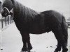 Deckhengst Spirit van Stal Volmoed (Shetland Pony, 1985, von Koert van Stal Olyhof)