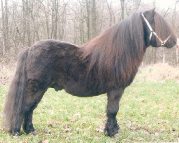 Deckhengst Now or Never v.Stal Ankeveen (Shetland Pony,  , von Hairos van Stal Fortuna)