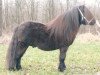 Deckhengst Now or Never v.Stal Ankeveen (Shetland Pony,  , von Hairos van Stal Fortuna)